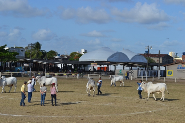 Parque da Pecuária vai receber 600 animais para a Expoalagoas Genética