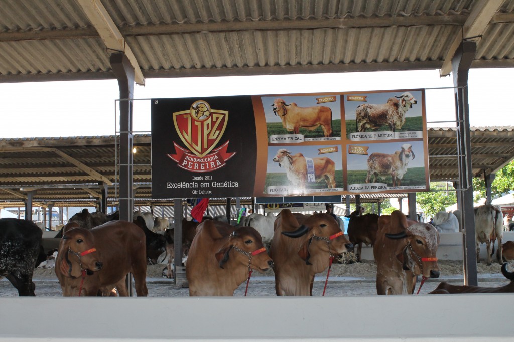 Agropecuária Pereira oferta seleção leiteira com preço acessível