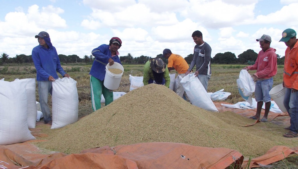 Safra verão de arroz do Perímetro Irrigado do Itiúba aumenta em produção e produtividade