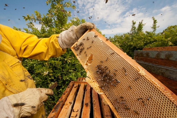 Associação de apicultores busca fomento para ampliação de oferta