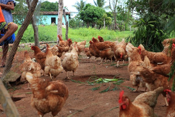 Projeto da Pindorama fomenta sucessão familiar com produção de maracujá e avicultura