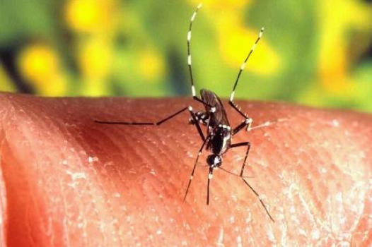 Secretaria de Saúde divulga novo boletim da dengue, zika e chikungunya