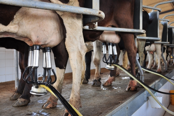 Associação leiteira prevê ampliação da produção com fomento estadual