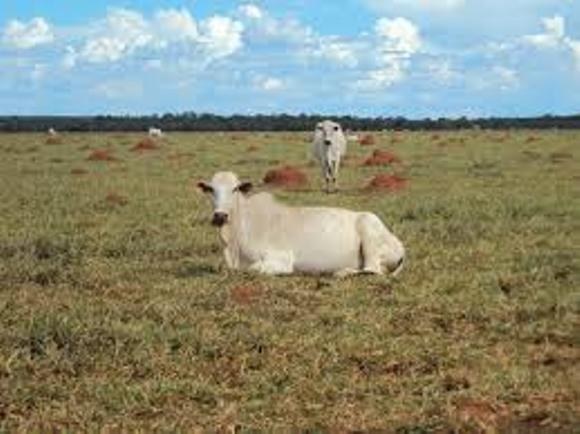 Ministério busca novos mercados para a venda de gado vivo