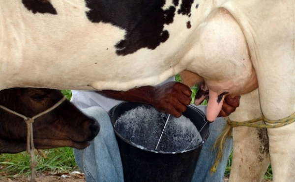 Emater promove curso de produção de palma e qualidade do leite