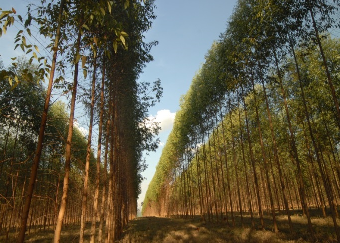 O Brasil é um dos maiores produtores de Florestas Plantadas do mundo