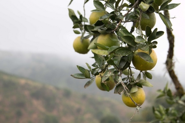 Produção de frutas em Murici diversifica o agronegócio alagoano