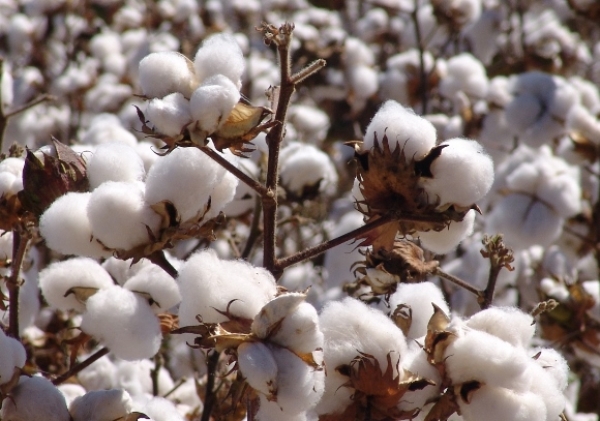 Seagri e produtores de Ouro Branco discutem experimento de algodão
