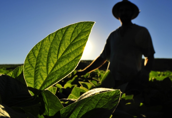 25 mil agricultores alagoanos já aderiram ao Programa Garantia Safra