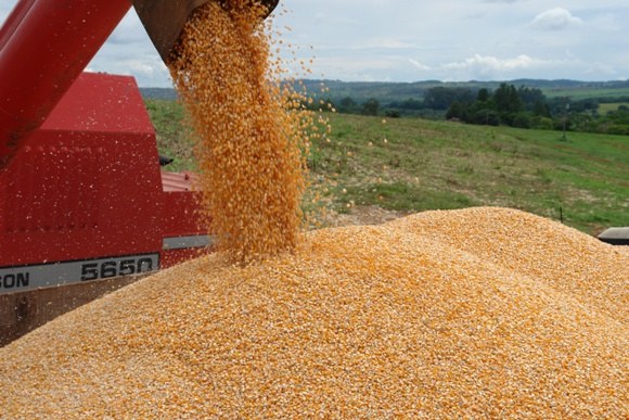 Com garantia de oferta, tendência é de queda nos preços do milho no mercado interno