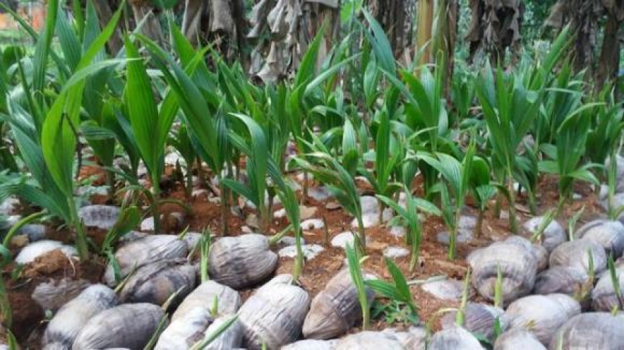 Secretaria de Agricultura fará doação de mudas de coco em Junqueiro