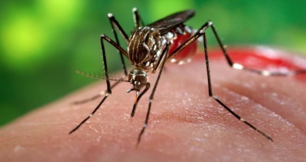 Chikungunya infectará até 600 mil em Alagoas