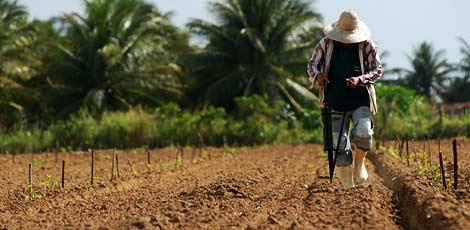 Renegociação de dívidas beneficia 34 mil produtores rurais de Alagoas