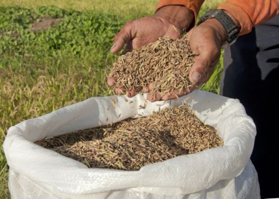 Codevasf e Embrapa destacam importância da Emater para produção de arroz em Alagoas