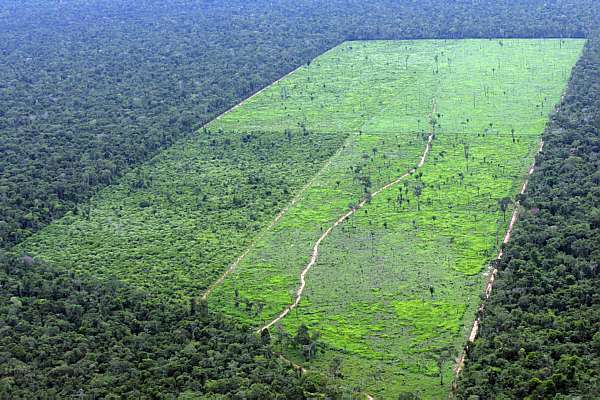IBGE verifica queda superior a 2,5% no desmatamento florestal em 5 anos