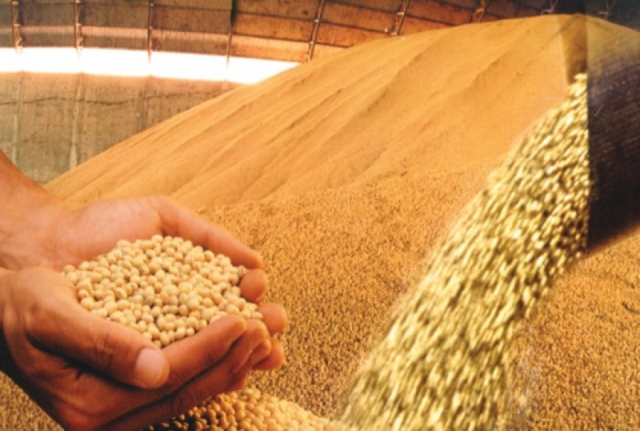 Embrapa aponta Alagoas com potencial para produção de soja