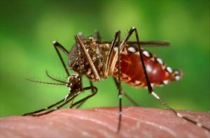 Município apresenta diminuição de casos graves de dengue
