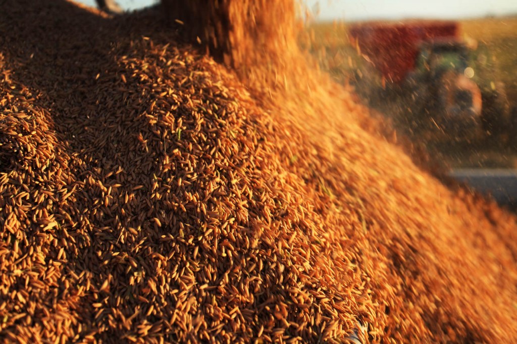 Produção de grãos deve registrar recorde de 215 milhões de toneladas