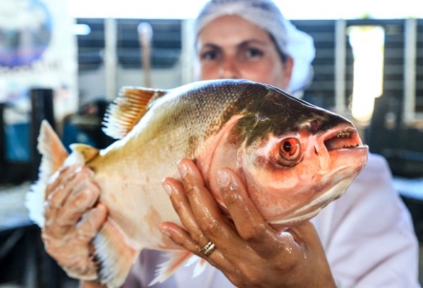 Seagri promove Feira do Peixe Vivo em Marechal Deodoro