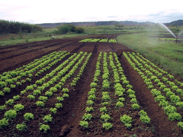 Pindorama recebe capacitação em cultivo de hortaliças orgânicas