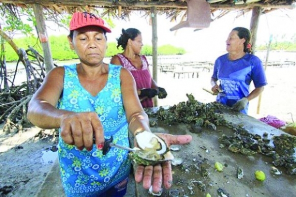 Seagri distribui equipamentos a produtores de ostras