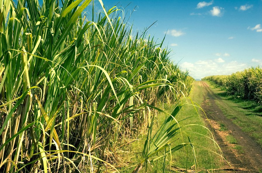 Stab Leste realiza XXXIV Simpósio da Agroindústria da Cana-de-açúcar de Alagoas