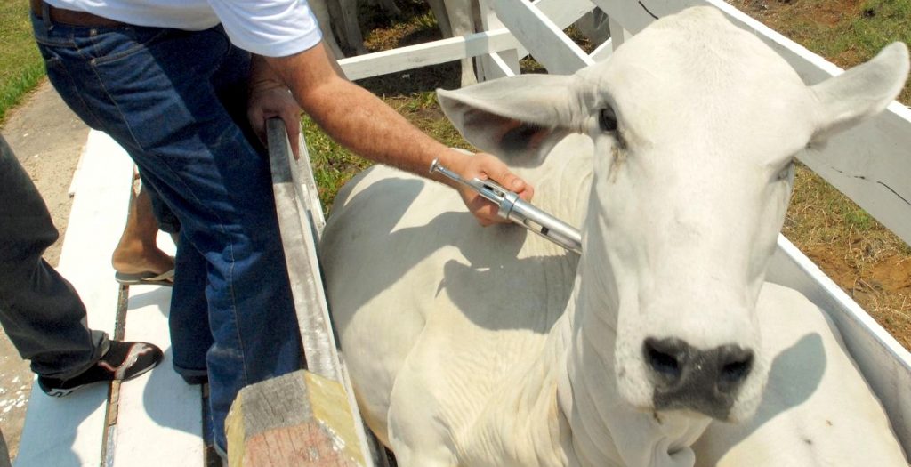 Ministério fará “teste cego” com vacinas aplicadas em bovinos