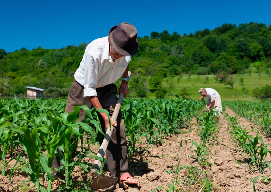 Congresso da Abag discutirá a necessidade de adaptações das leis trabalhistas às condições da atividade agrícola