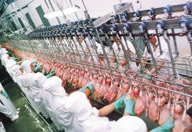 Exportação de carne de frango do Brasil cai em junho ante 2016, mas sinaliza recuperação