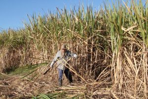 Governo beneficiará produtores de cana-de-açúcar com fertilizantes