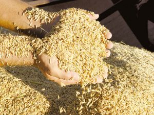 Produção de arroz impulsionará aumento de 90% na safra de grãos no Nordeste