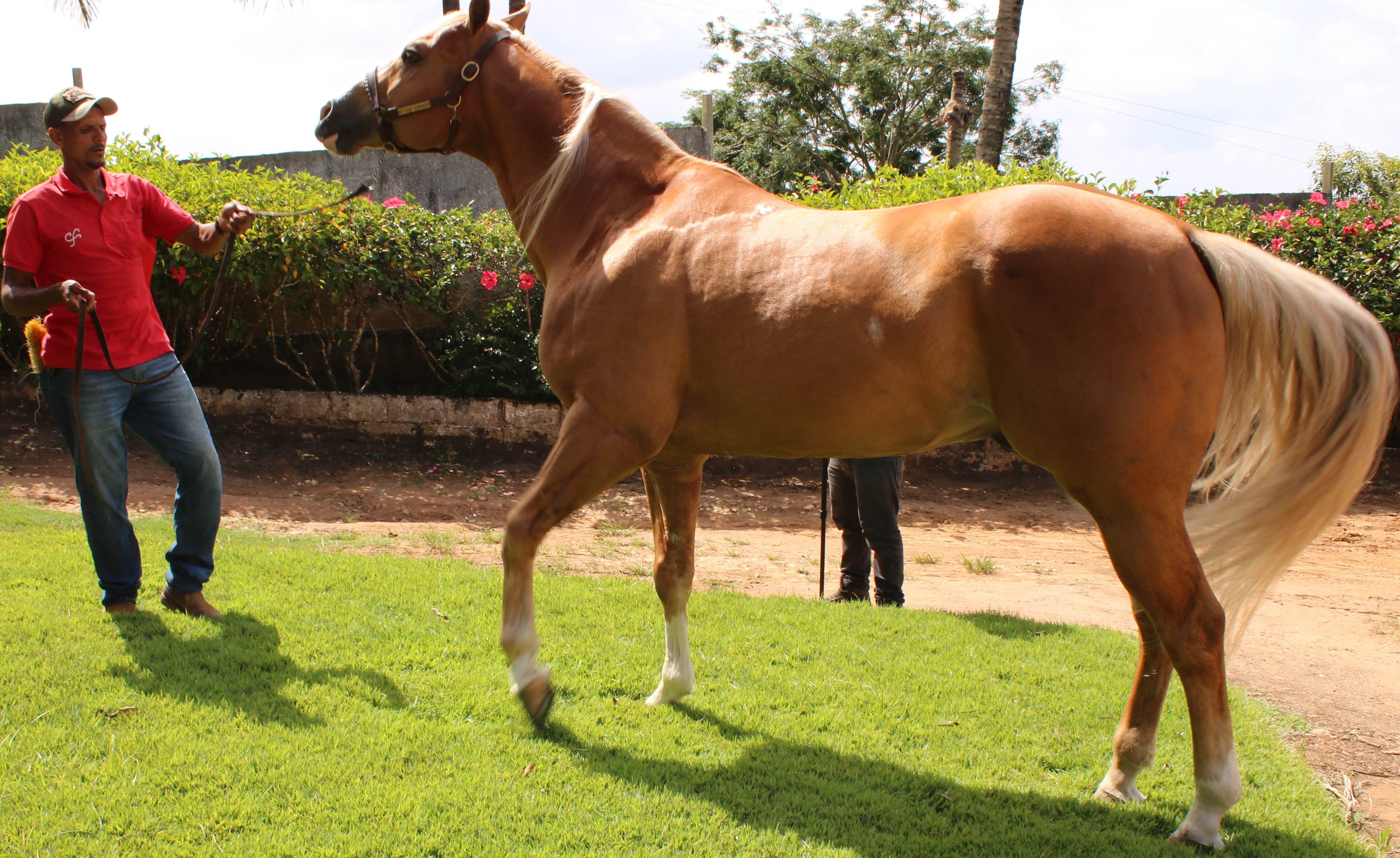 Alagoas Quarter Horse abre maratona de Leilões da 67ª Expoagro/AL