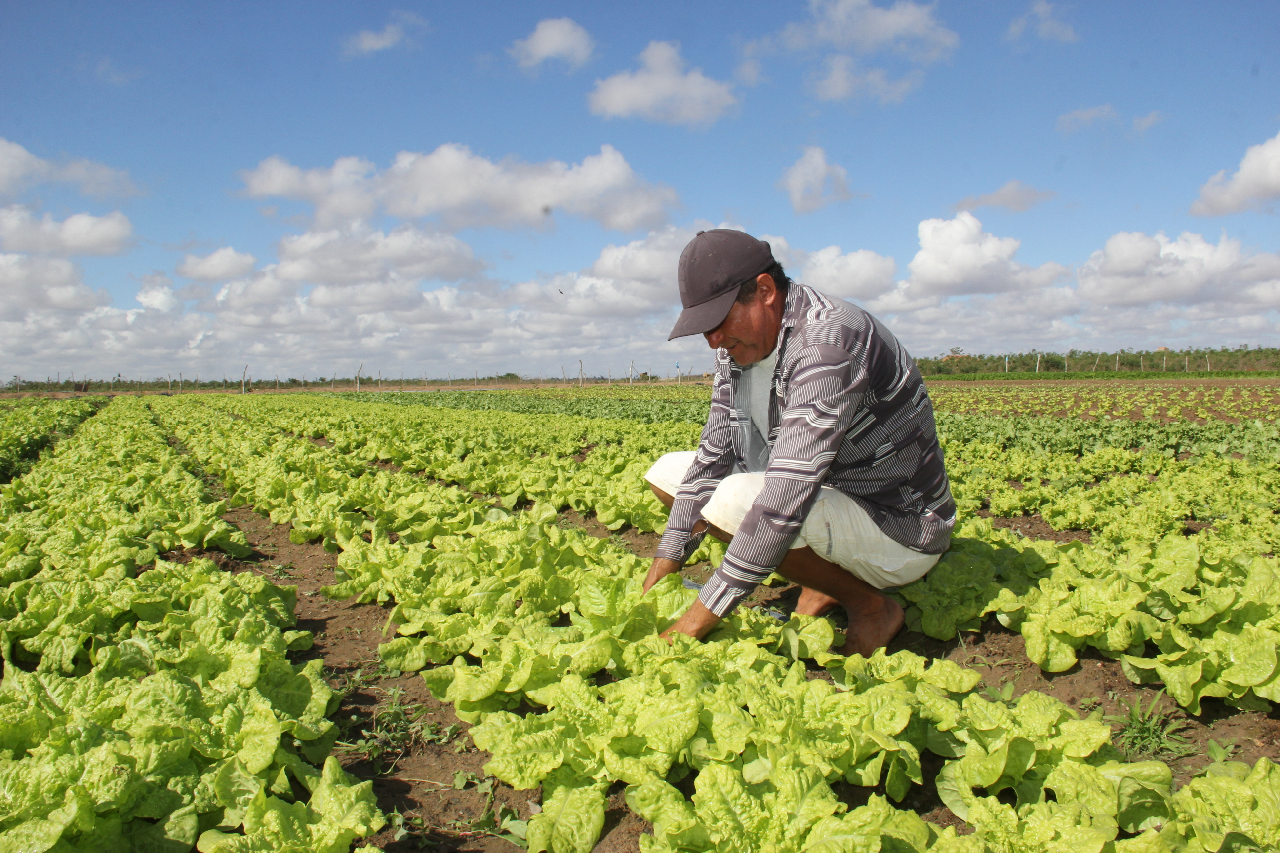 Prefeitura de Arapiraca vai fornecer mais de R$ 1 milhão para pequenos agricultores