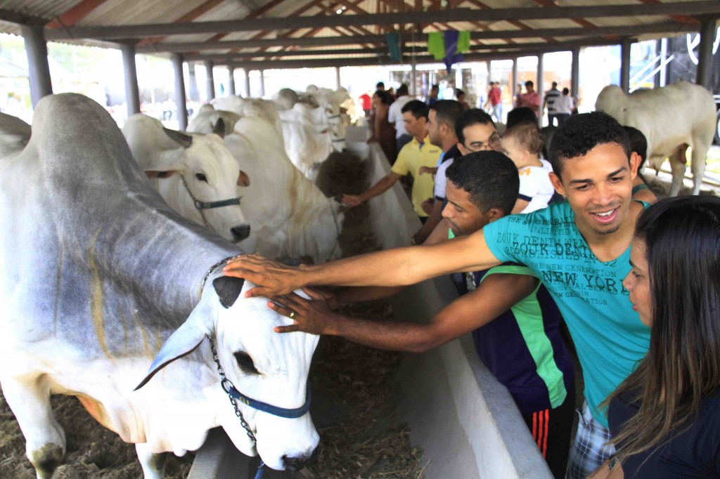 Parque da Pecuária deve receber mais de 2 mil animais na Expoagro