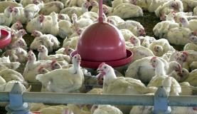 Brasil vence disputa na OMC e deve exportar frango para a Indonésia em 2018