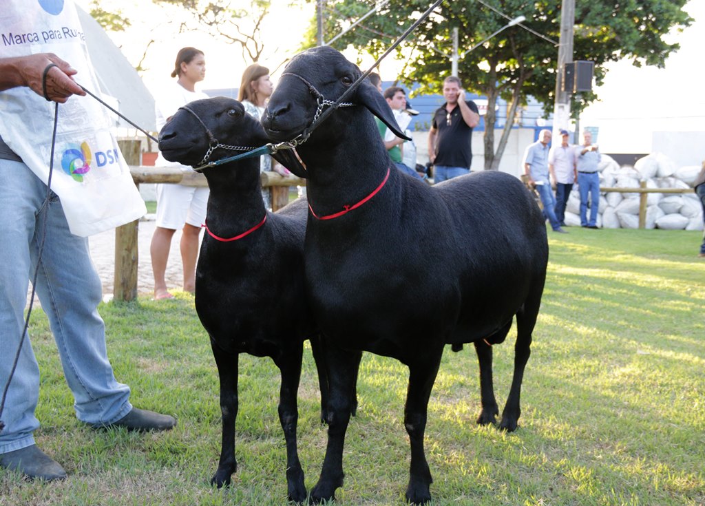 67ª Expoagro/AL terá dia voltado para a ovinocultura