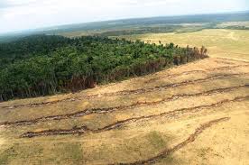 Programa de recuperação de áreas degradadas na Amazônia ganha nova versão