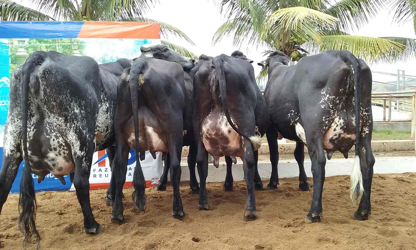 Pecuária de leite: atividade complexa que está se tornando cada vez mais profissional no Brasil