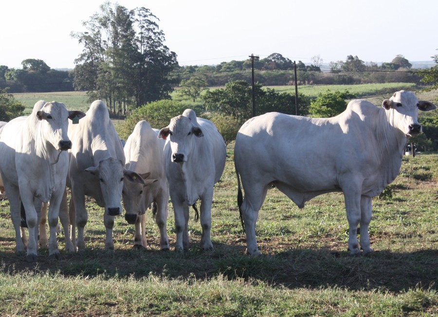 Medidas preventivas ajudam no controle do carrapato bovino