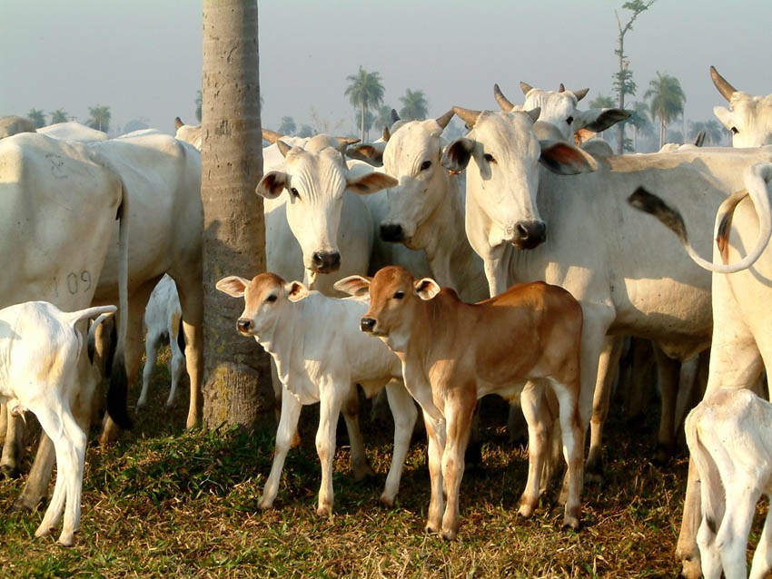 Brasil vai iniciar exportação de embriões bovinos in vitro para Colômbia