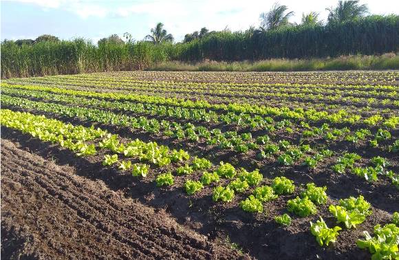 Projeto de Horticultura fortalece agricultores familiares em 50 municípios