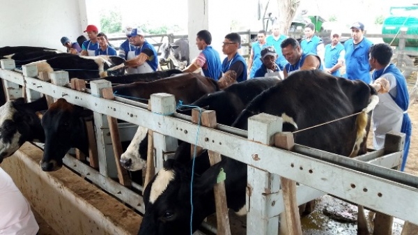 Agricultura promove curso de inseminação artificial em bovinos