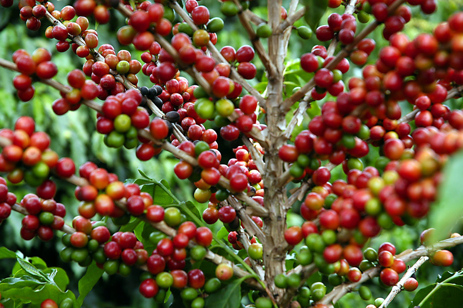 Produtividade foi o principal fator de aumento da renda do produtor de café