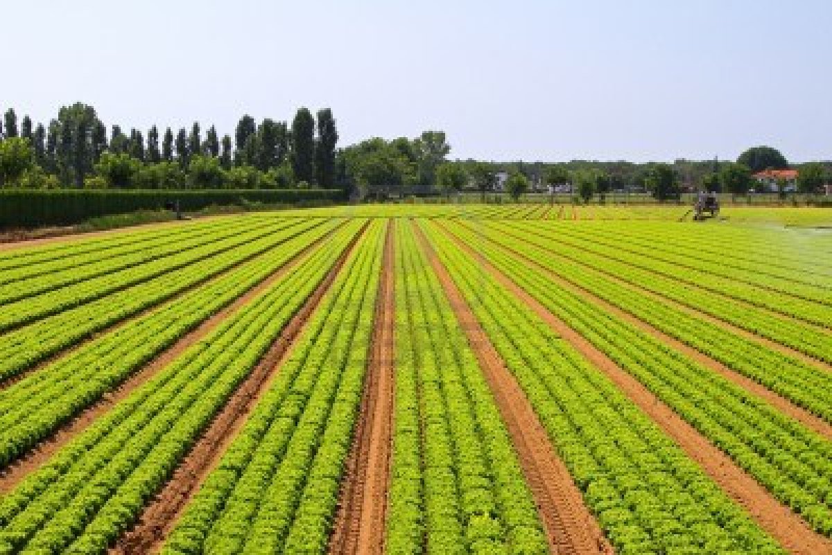 IICA: países em desenvolvimento podem trocar experiências na área agrícola