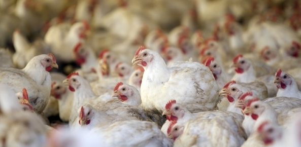Produção de carne de frango pode crescer 3,34% em 2018, indica Cepea