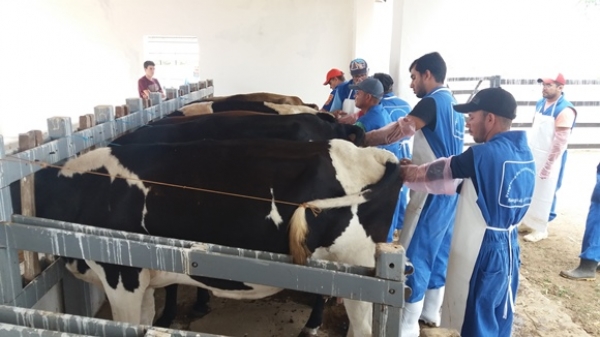 Curso capacita produtores em inseminação artificial de bovinos