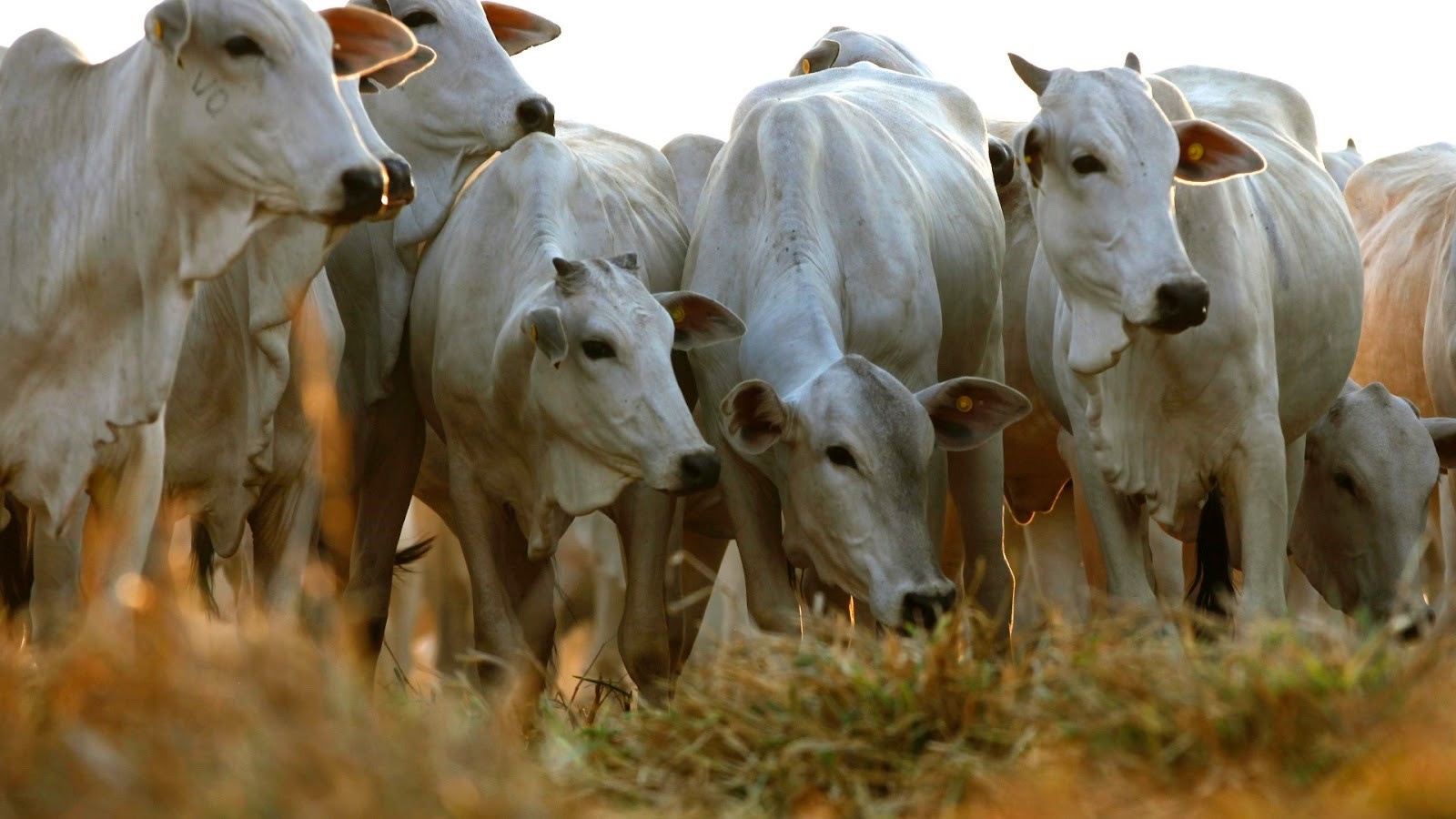 Nova legislação pretende melhorar relação comercial entre criadores de gado e donos de frigoríficos
