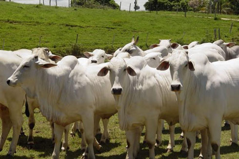Projeto pretende melhorar relação comercial entre criadores de gado e donos de frigoríficos
