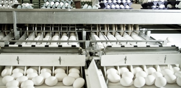 Ovos: Preços reagem nesta segunda quinzena