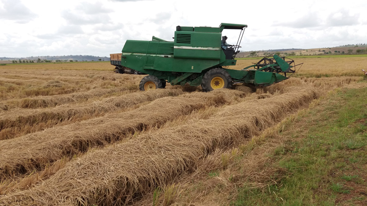 Agricultura: Safra de arroz 2017/2018 será recorde em Alagoas